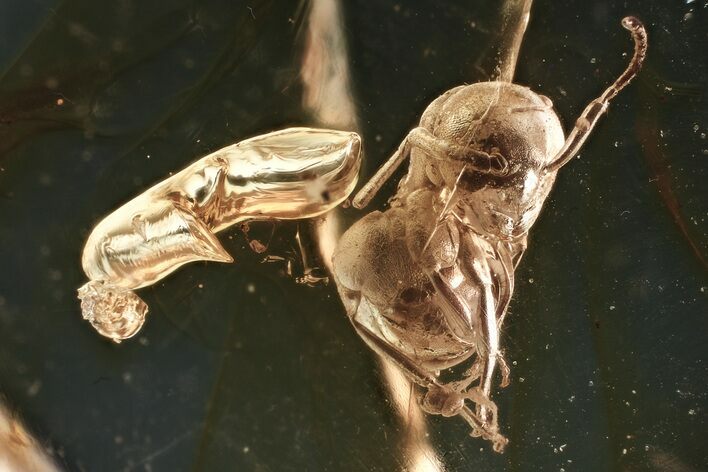 Detailed Fossil Ant (Formicidae) In Baltic Amber #381565